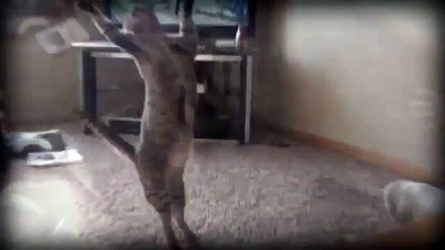 Mira Como Este GATO Atrapa Todas Las Pelotas Que Le Lanzan Los Mejores Videos de Gatos