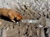 Perro Cree Que El Agua Le Esta Atacando!! jaja ★ Perros Locos Humor Divertidos Chistosos r