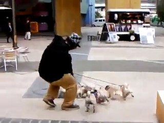 VIDEOS DIVERTIDOS PASEAR PERROS NO ES TAN SIMPLE!! PERROS LOCOS HUMOR DIVERTIDOS