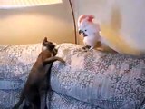 Gatito Enfrenta A La Cabra!! ★ Gato divertido gato chistoso gato tierno loco risa humor