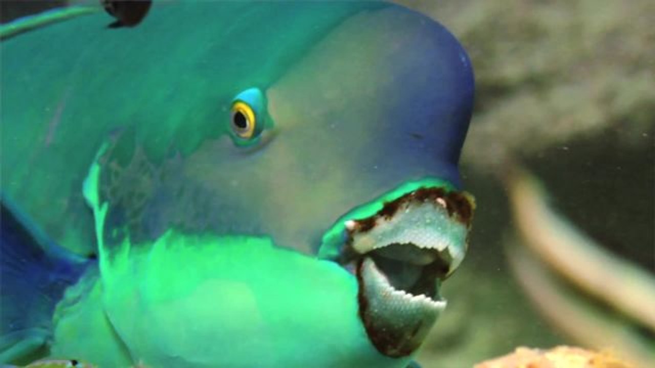 Absurd Creatures | This Fish Makes Hawaii's Beaches in an ... Interesting Way