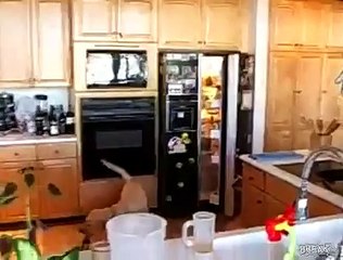 Perro Me Trae La Cerveza!! ★ Perros Locos Humor Divertidos Chistosos risa