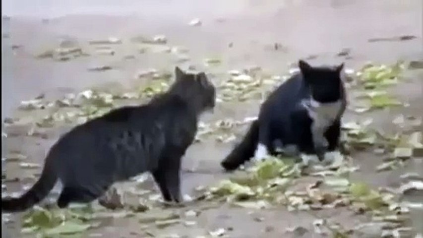 Perro Evita De Gatos! ☆ humor gatos - video divertido risa gato - Dailymotion Video