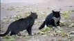 Perro Evita Pelea De Gatos! jaja ★ humor gatos - video divertido gatos chistosos risa gato