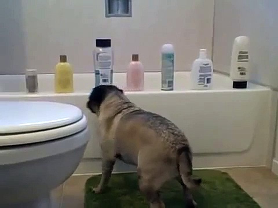 ★ PERRO SE PONE LOCO A VER ANIMAL PLANET - Perros Locos Humor Divertidos Chistosos risa