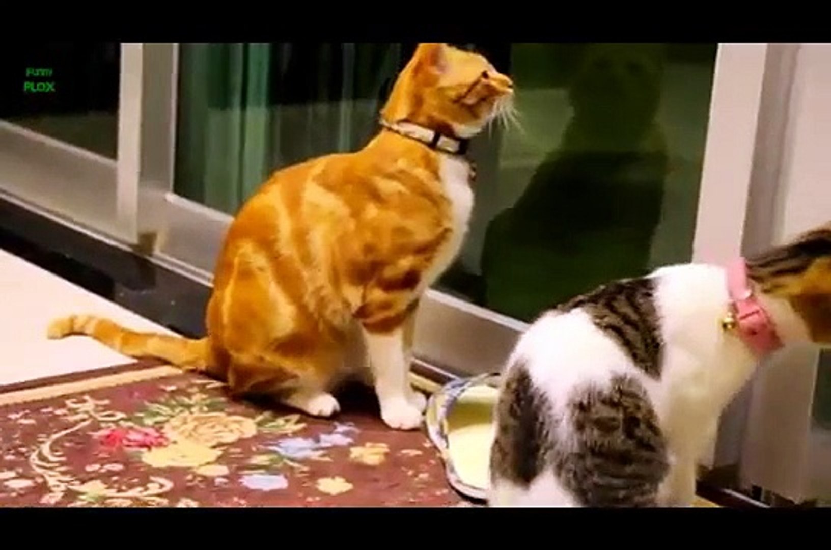 Funny animals clean funny animals kids