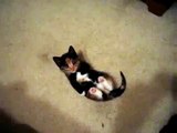 Hermoso Gatito Con Su Peluche!! ★ Gato divertido gato chistoso gato tierno loco risa humor