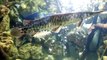 Spotted Gar caught on shoe lace lure!! (Actually Longnose Gar Fish #23) Animals World