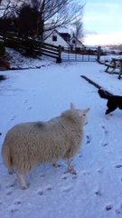 Quand un mouton se prend pour un chien !