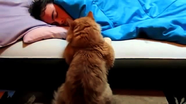 Котейка смешно будит хозяина