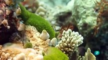 Los ultimos paraisos  En el paraiso de los jardines de coral el oceano indico