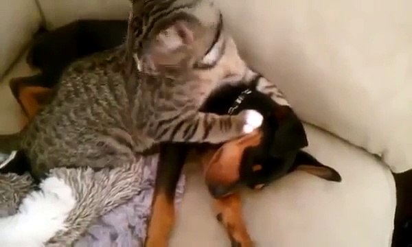 Котейка целый день ждал своего друга из больницы