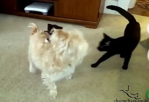 Котик прилипала