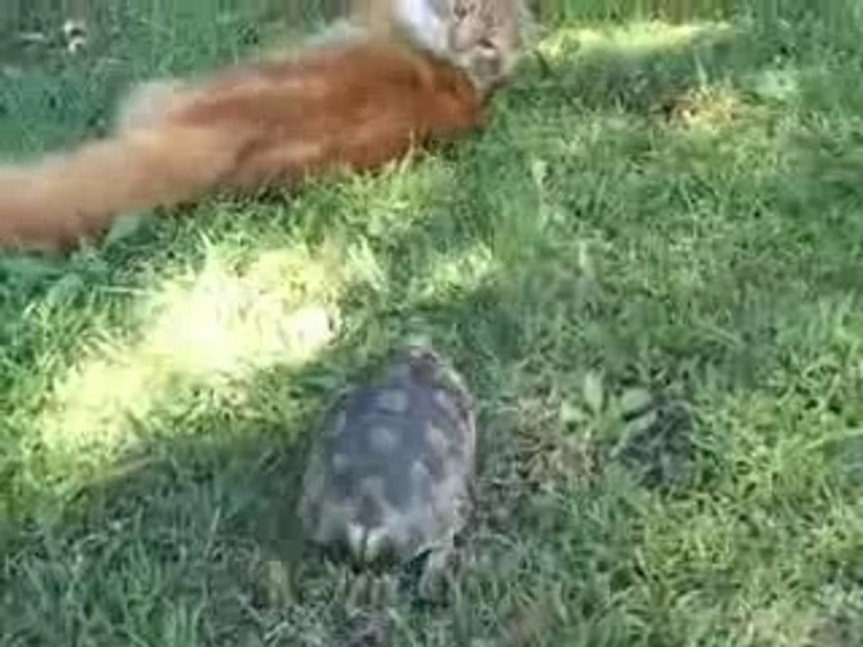 Tortue Vs Chat