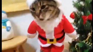 Kitty Cat Santa Claus