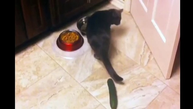 Коты и опасные огурцы