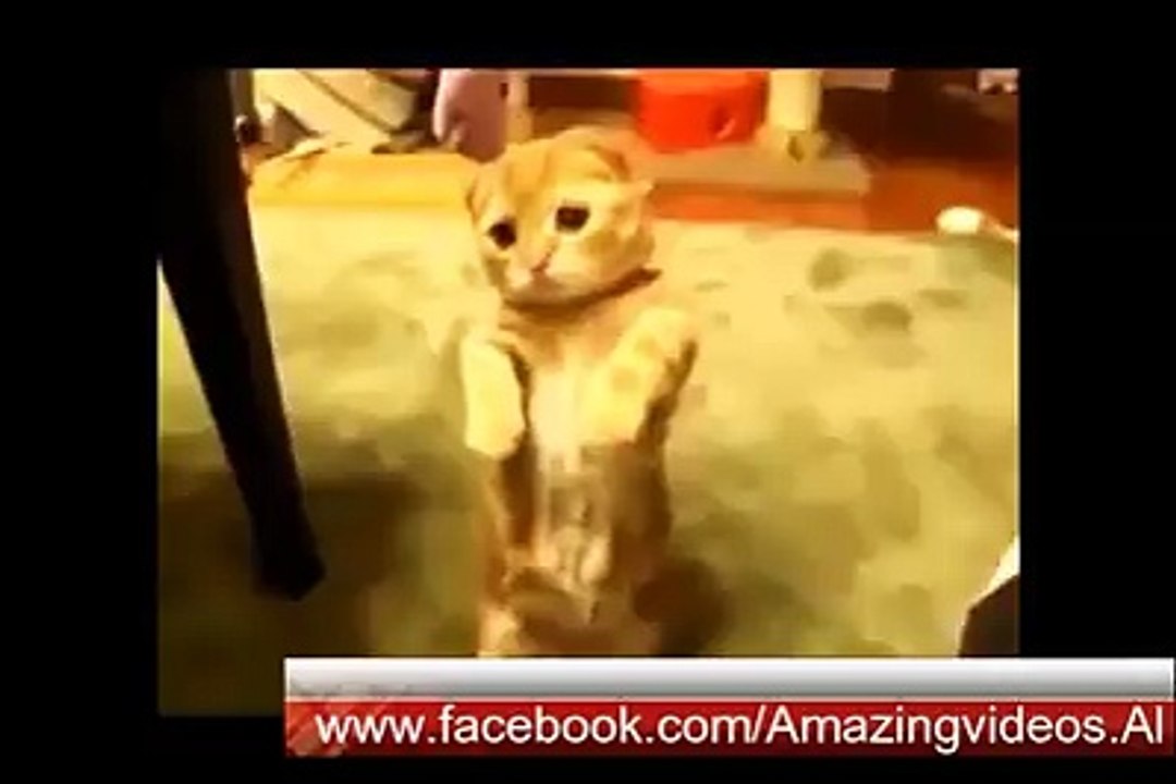 Funny cats must watch