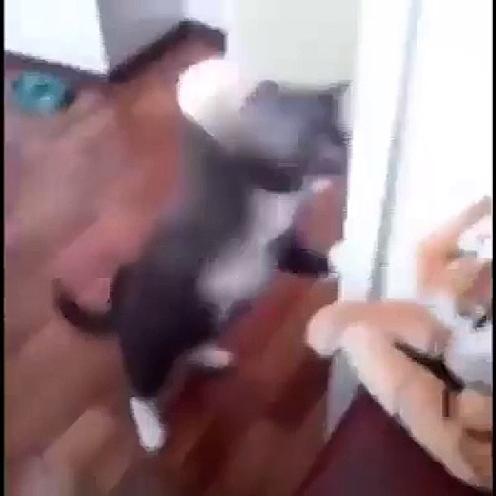 very funny cat video must watch