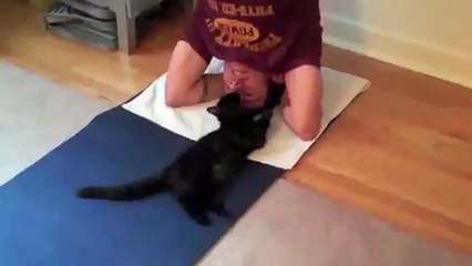 Коты против йоги
