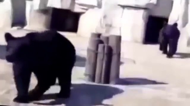 Top danger fight - Lion and tiger Fighting with Bear - Animal Fight