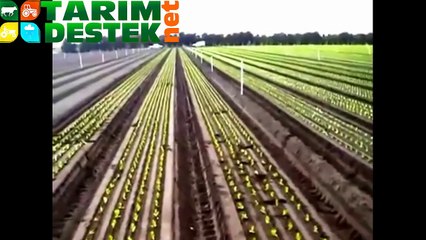 Otomatik Fide Dikim Makinesi