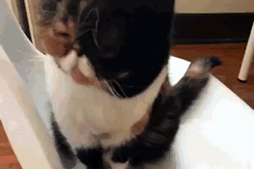 Aww yisss, I enjoy that brushing.