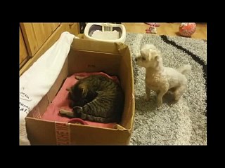 Mamma gatta li posso vedere?