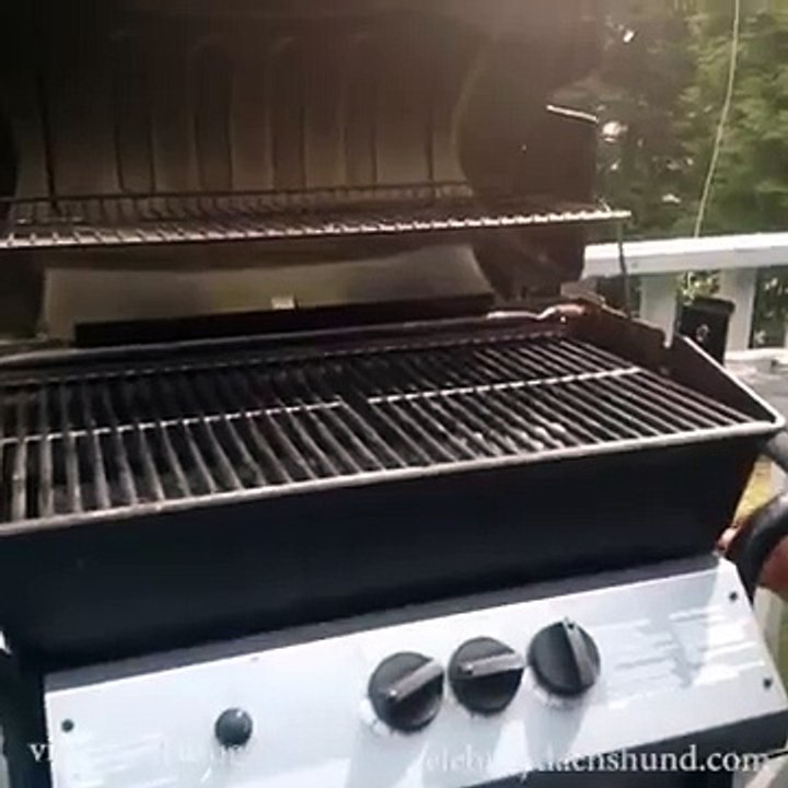 Dachshund Fire Drill - Part 2 - ALTERNATE VERSION