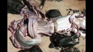 Real Mermaid Found at Pakistan