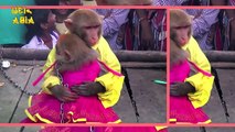 MONKEY'S Get Married In India | Weird Asia