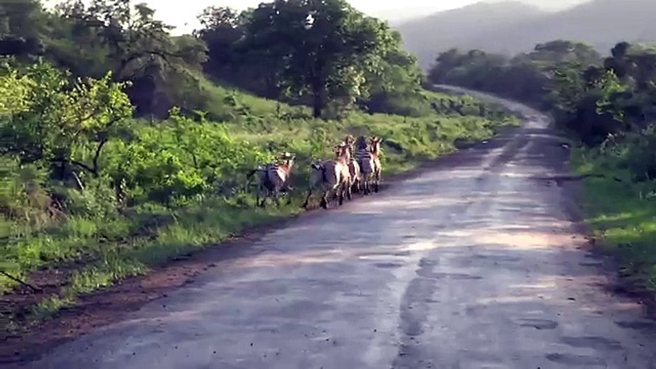 Lion chases Zebra on Road