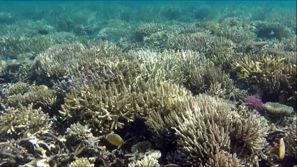 Ilot Signal Les Doudoux