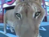 Funny videos, animals, funny animals, lion, funny lions, amazing videos - Video Dailymotion