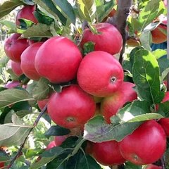 Pashto armani tapay da musafaro - pashto song tang takor program