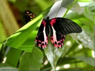 Papillons