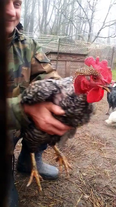 Dancing Rooster