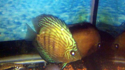 discus
