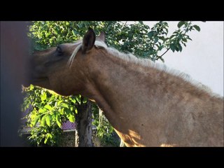 Chicorée - Juillet - Août 2015