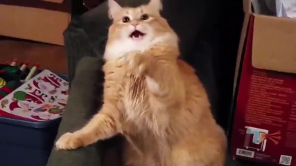 Un chat devient fou à cause de son bonnet de Noël