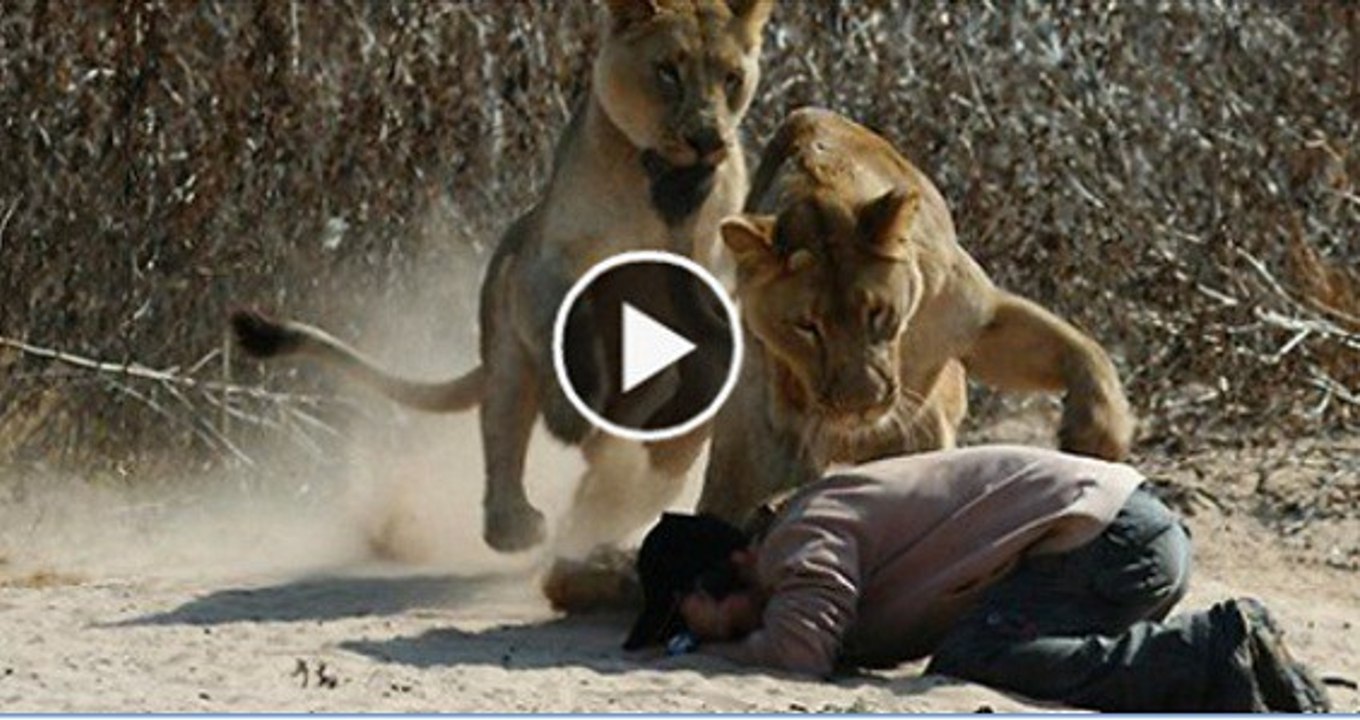wildlife documentary on lion