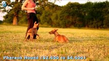 Top 10 Most Expensive Dog Breeds HD