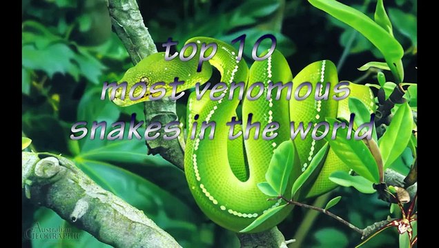 Top 10 Most Venomous Snakes HD