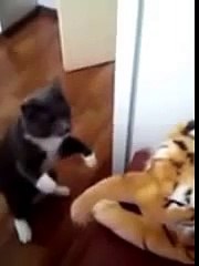 Неравный бой Кот против Тигра