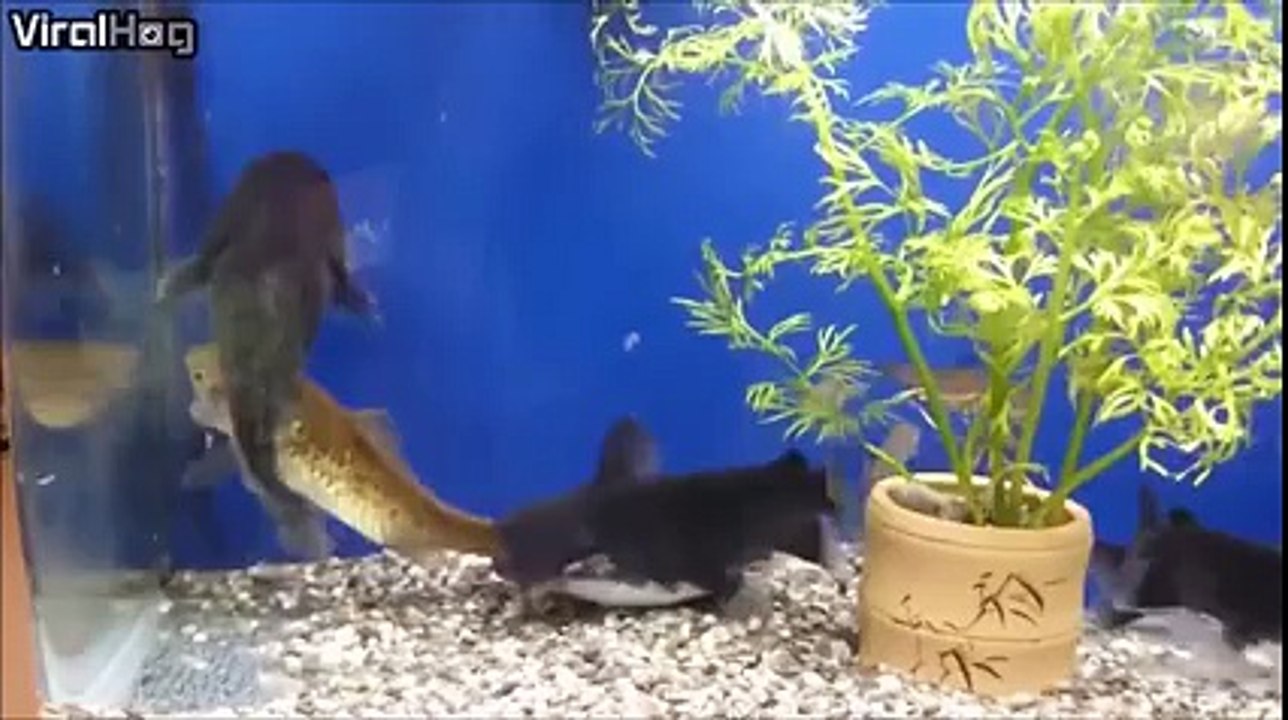 DEADLY FISH