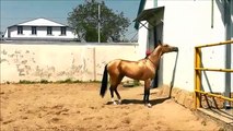 Entrainement d'un cheval étalon arabe - Impressionnant