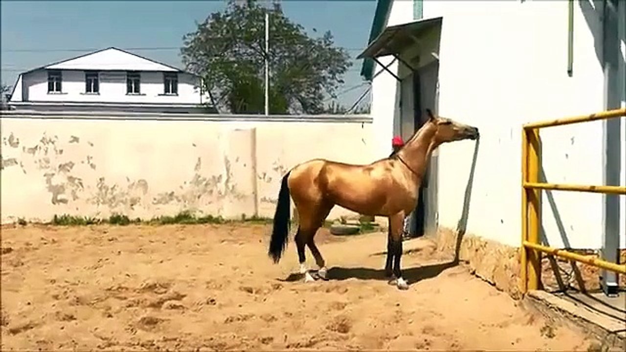 Incredible Horse training!