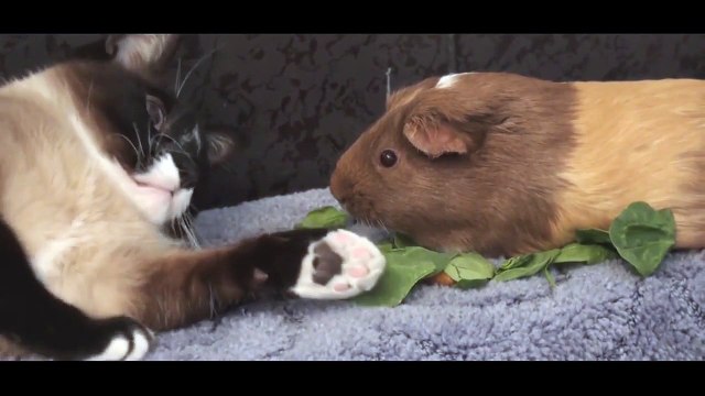 Moments calins entre animaux très differents