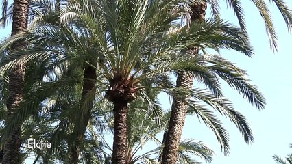 Elche, Spain Shore Excursion - Mediterranean Cruise - Cunard...