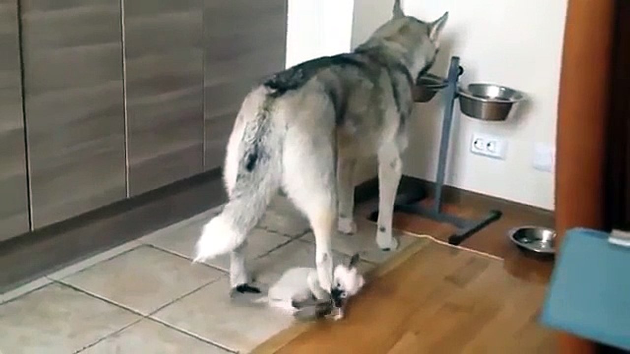 Маленький и приставучий