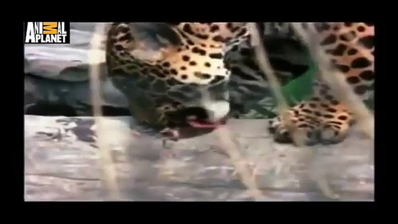 Timsah Jaguar'ı Parçaladı!!
